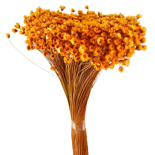 Dried Natural Star Flowers Bundle, Gold