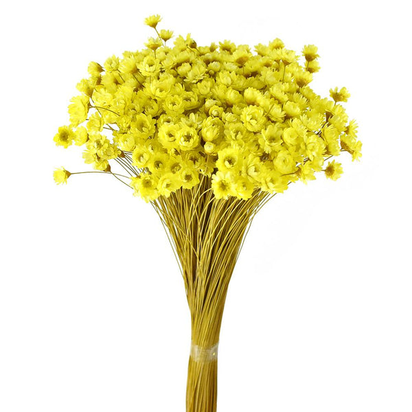 Dried Natural Star Flowers Bundle, Yellow