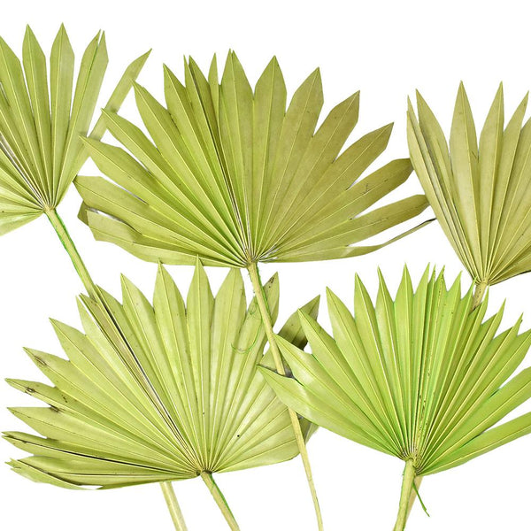 Dried Natural Sun Palm Leaves Bundle, Light Green, 5-Piece