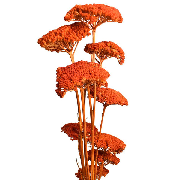 Dried Natural Yarrow Flower Bundle, Orange