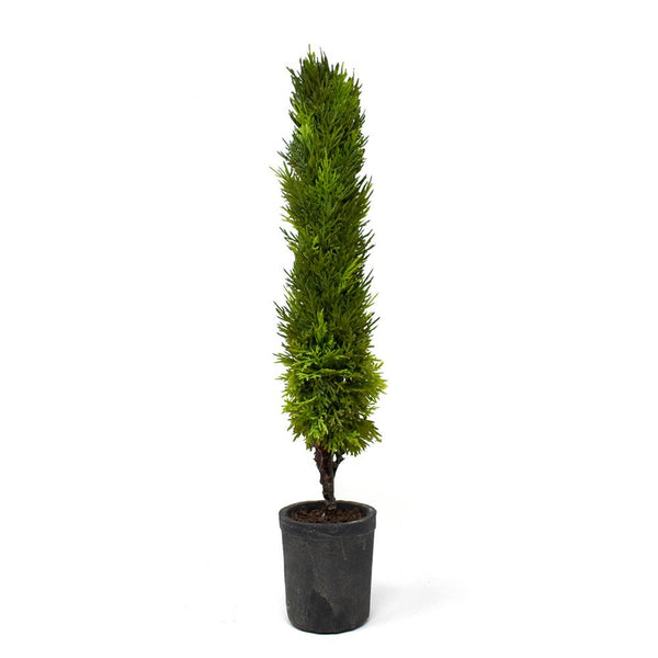 Artificial Potted Cedar Cone Tree, Green, 23-Inch