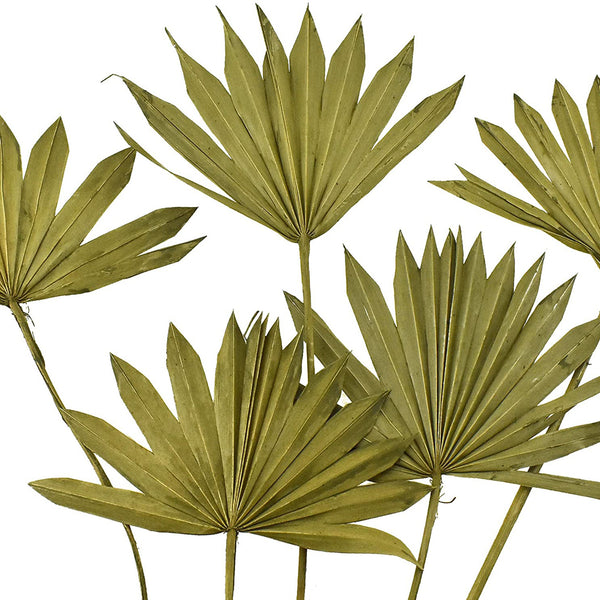 Dried Natural Sun Palm Leaves Bundle, Green Wash, 5-Piece