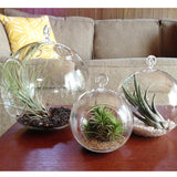 Hanging Glass Globe Terrarium Air Plant Candle Holder Christmas Ornament